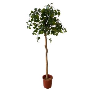Bush Topiary Tree 1.5m